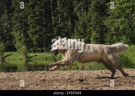 Golden Retriever ama giocare sulla sabbia Foto Stock