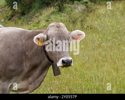 Mucche che pascolano nei prati dei Pirenei della Spagna. Mucca dei Pirenei. Mucche che pascolano nei Pirenei-bovini Foto Stock