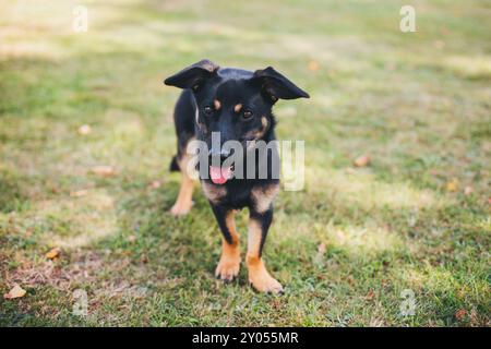 Cane di razza mista con gambe corte Foto Stock