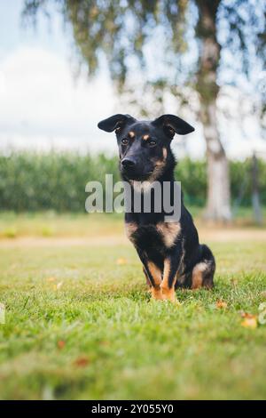 Cane di razza mista con gambe corte Foto Stock