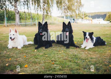 Quattro cani (Berger Blanc Suisse, Old German Shepherd Dogs & Border Collie) Foto Stock