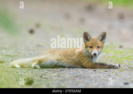 Volpe rossa (Vulpes vulpes), giovane volpe adagiata sul fondo della foresta, circondata dal verde della natura, estate, Assia, Germania, Europa Foto Stock