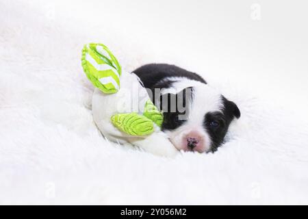 Cucciolo islandese di 2 settimane Foto Stock