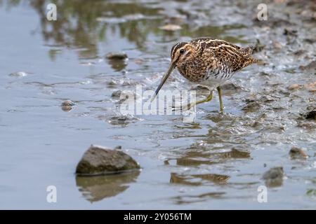 Cecchino comune - Gallinago gallinago - sulla riva del lago Foto Stock