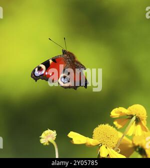 Una farfalla pavone (Inachis io, Nymphalis io) vola vicino ai fiori gialli su uno sfondo verde, Assia, Germania, Europa Foto Stock