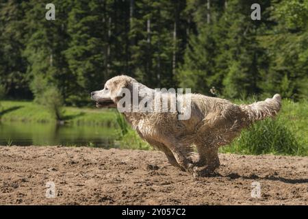 Golden Retriever ama giocare sulla sabbia Foto Stock