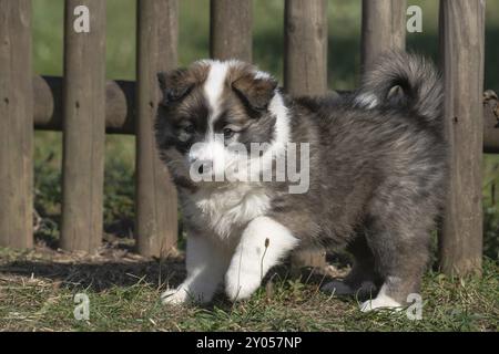 Cucciolo islandese di 7 settimane Foto Stock