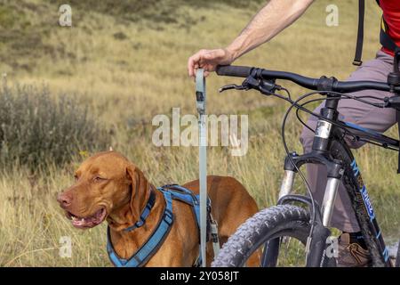 Tenere il guinzaglio sulla moto, tenere il guinzaglio libero e non avvolto, sicurezza con il traildog, mountain bike con traildog, Vizsla dog, Ameland, F. Foto Stock