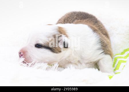 Cucciolo islandese di 2 settimane Foto Stock