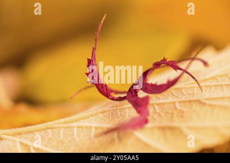 Foglia d'acero autunnale su una foglia di amelio strega Foto Stock