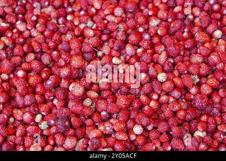 Grande mazzo di piccolo rosso fragole selvatiche Foto Stock