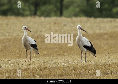 Cicogna bianca due cicogne in piedi una accanto all'altra nel campo di grano raccolto, viste dalla parte anteriore destra Foto Stock