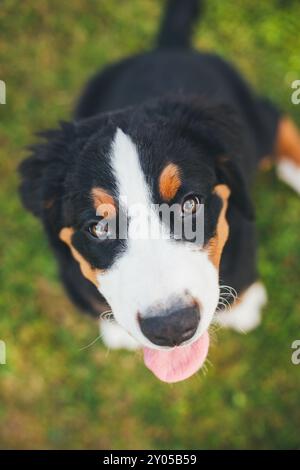 Bovaro del Bernese cucciolo Foto Stock