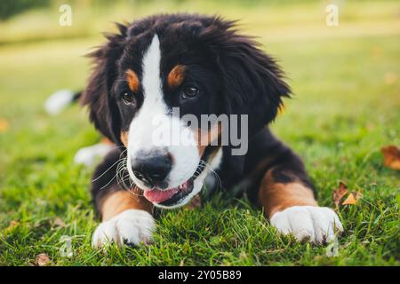 Bovaro del Bernese cucciolo Foto Stock