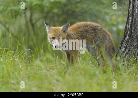 Volpe rossa (Vulpes vulpes), una giovane volpe si erge nell'erba verde di una foresta e guarda curiosamente, estate, Assia, Germania, Europa Foto Stock