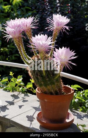 Cactus fiorito, Echinopsis, ibrido, Karlovy Vary, Boemia occidentale, Repubblica Ceca, Europa Foto Stock