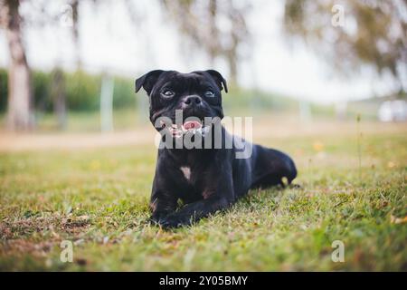 Inglese Staffordshire Bullterrier Foto Stock