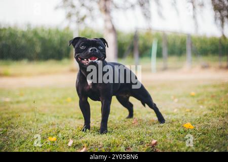 Inglese Staffordshire Bullterrier Foto Stock