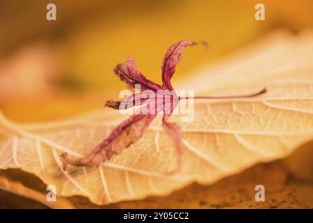 Foglia d'acero di colore autunnale sulla foglia di un amelio strega Foto Stock