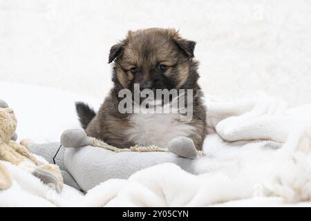 Cucciolo islandese di 4 settimane Foto Stock