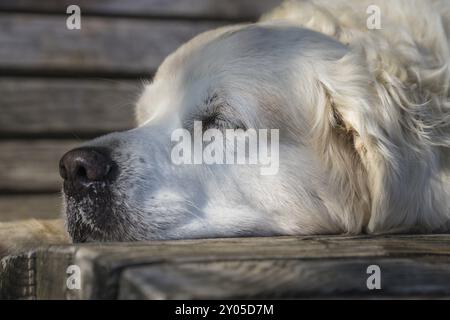 Sleeping Golden Retriever Foto Stock