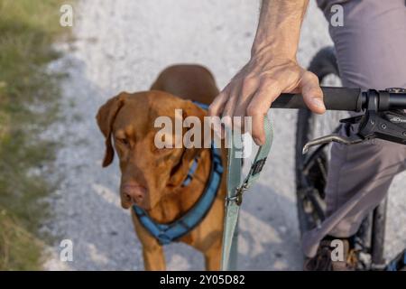 Tenere il guinzaglio sulla moto, tenere il guinzaglio libero e non avvolto, sicurezza con il traildog, mountain bike con traildog, Vizsla dog, Ameland, F. Foto Stock