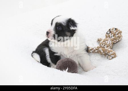 Cucciolo islandese di 4 settimane Foto Stock