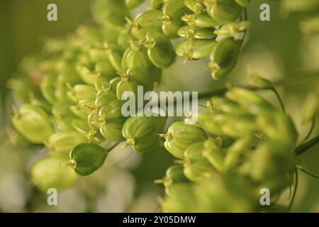 Semi di Hogweed (Heracleum sphondylium) al sole della sera, Common Hogweed (Heracleum sphondylium) alla sera Foto Stock