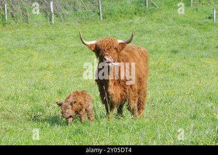 Bestiame appena nato nelle Highlands con la sua famiglia in un prato, bestiame Newborn Highland in un prato Foto Stock