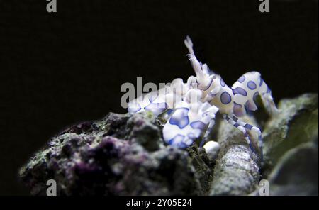 Gamberi tropicali che vivono nell'oceano indopacifero. Gamberi tropicali dell'Oceano Indo-Pacifico che si nutrono di stelle marine Foto Stock