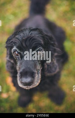 English Cocker Spaniel Foto Stock