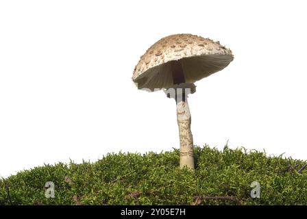 Fungo ombrello gigante, fungo ombrellone Foto Stock