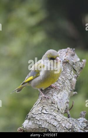 Greenfinch che cerca cibo. Verdaino europeo su un albero Foto Stock