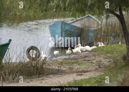 SULINA, DELTA DEL DANUBIO/ROMANIA, 23 SETTEMBRE 2018: Anatre addomesticate su una barca a remi a Sulina Delta del Danubio in Romania Foto Stock