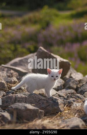 Piccolo gattino bianco che gioca su rocce Foto Stock