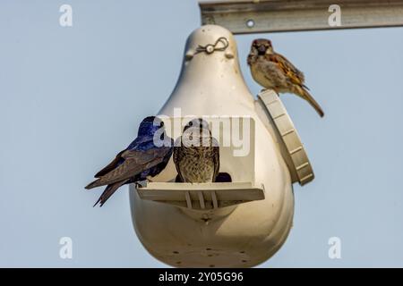 Il martin viola (Progne subis), un paio di uccelli, maschi e femmine seduti sul bordo della scatola di nido Foto Stock