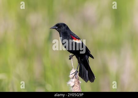 Uccello nero maschio dalle ali rosse (Agelaius phoeniceus) seduto su canne Foto Stock