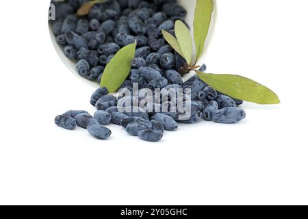 Bacche di caprifoglio e ramoscello con foglie e bacche isolate su sfondo bianco Foto Stock