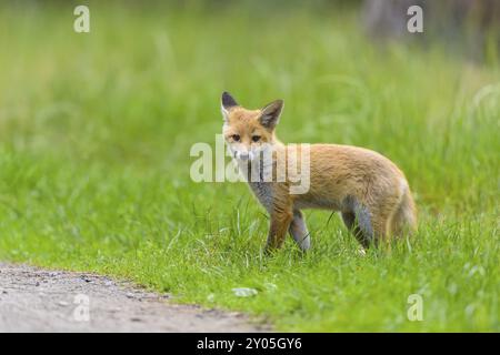 Volpe rossa (Vulpes vulpes), una giovane volpe in piedi su un sentiero forestale nel prato, estate, Assia, Germania, Europa Foto Stock