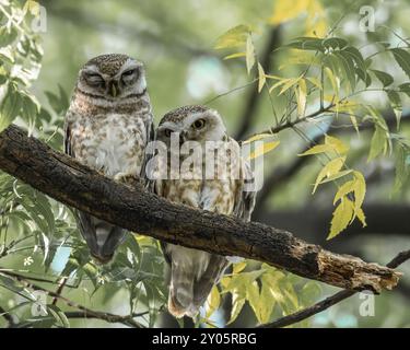 Una coppia di gufo avvistato che guarda in basso Foto Stock