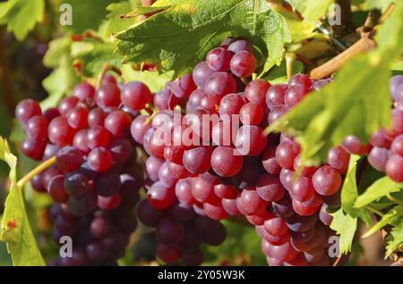 Weintraube in vigna rot auf dem, uva in rosso su vigneto Foto Stock