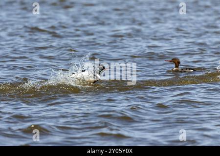 Merganser rosso al petto. Scena naturale dal lago Michigan, Wisconsin Foto Stock