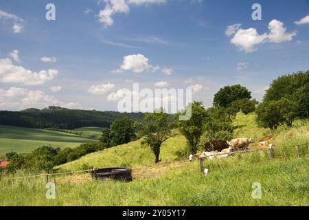 Paesaggio estivo Unterbodnitz con il castello Leuchtenburg all'orizzonte e le mucche sul prato paesaggio estivo Unterbodnitz con il castello Leuchtenburg su Hor Foto Stock