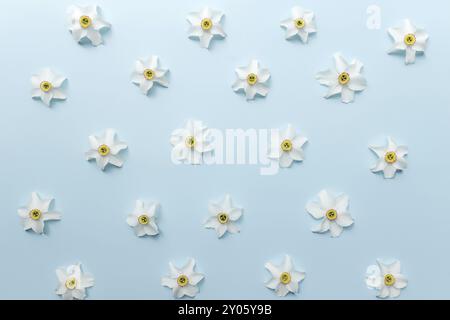 Il concetto di collezione estiva si trova su sfondo blu con teste di fiori di narcisi bianchi. Foto Stock