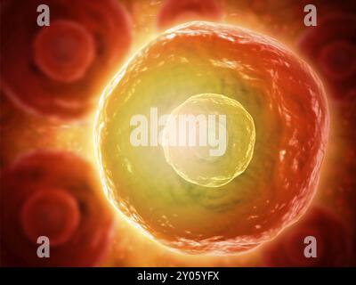 Vista microscopica delle cellule B umane che svolgono un ruolo importante nel sistema di risposta immunitaria Foto Stock