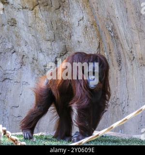 FUENGIROLA, ANDALUSIA/SPAGNA, 4 LUGLIO: Orangutan al Bioparc Fuengirola Costa del Sol Spagna il 4 luglio 2017 Foto Stock