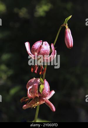 Raro fiore selvatico fotografato su un prato di montagna a Oberseetal, Canton Glarona. Giglio martagonale Foto Stock