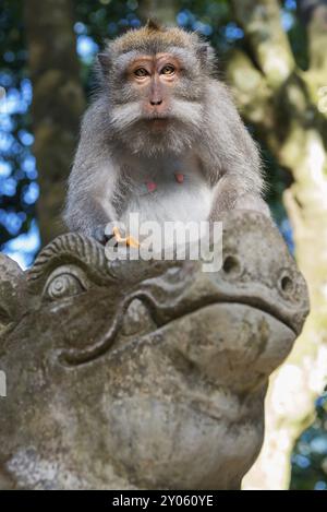 Macaco (Macaca), scimmia, animale gueno, macaco, fauna selvatica, natura, selvaggia, mammiferi, fauna, aspetto, vista della telecamera, guarda, guarda, guarda, mangia, pretto Foto Stock