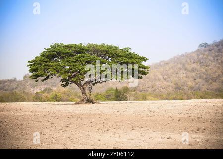 Albero solitario sul campo Foto Stock