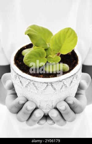 Primo piano ha sparato le mani del bambino tenendo la pianta giovane in un germoglio Foto Stock